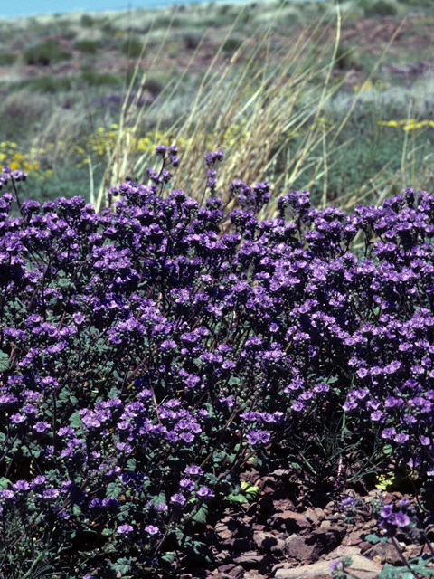 Phacelia coerulea (Skyblue phacelia) #23710