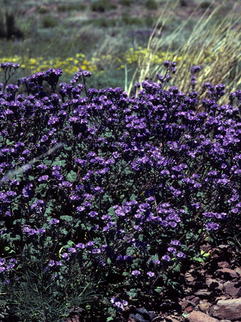 Phacelia coerulea (Skyblue phacelia) #23711