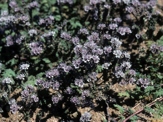 Phacelia coerulea (Skyblue phacelia) #23712