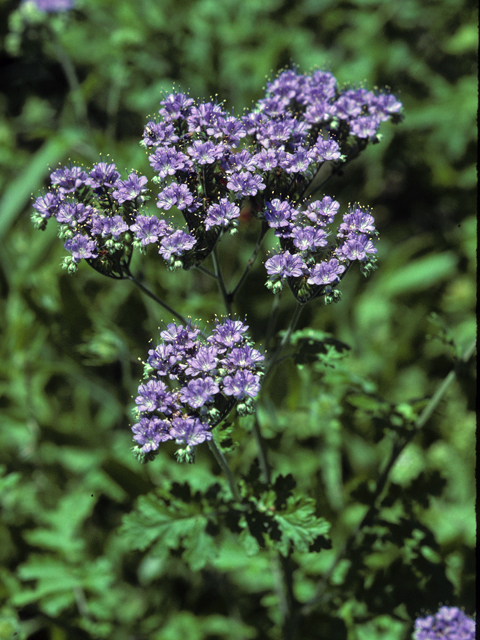 Phacelia congesta (Caterpillars) #23713