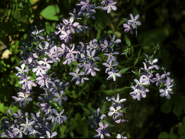 Phlox divaricata (Wild blue phlox) #23722