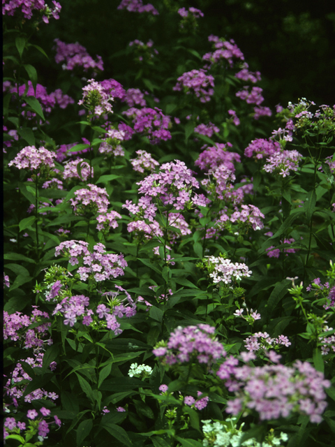 Phlox paniculata (Fall phlox) #23733