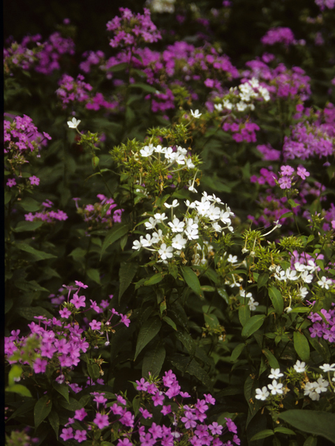 Phlox paniculata (Fall phlox) #23734