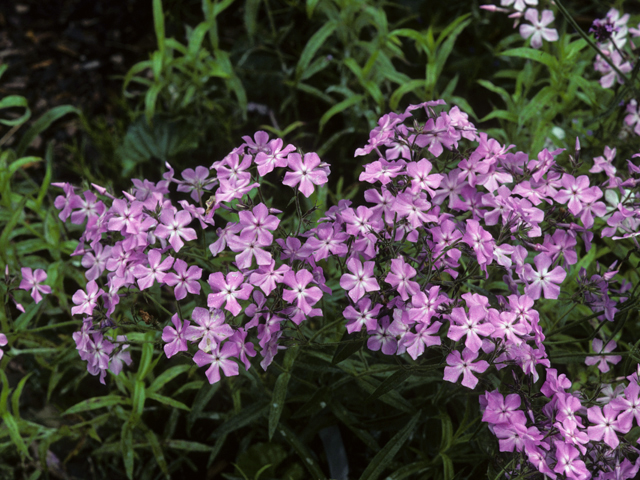 Phlox pilosa (Downy phlox) #23743