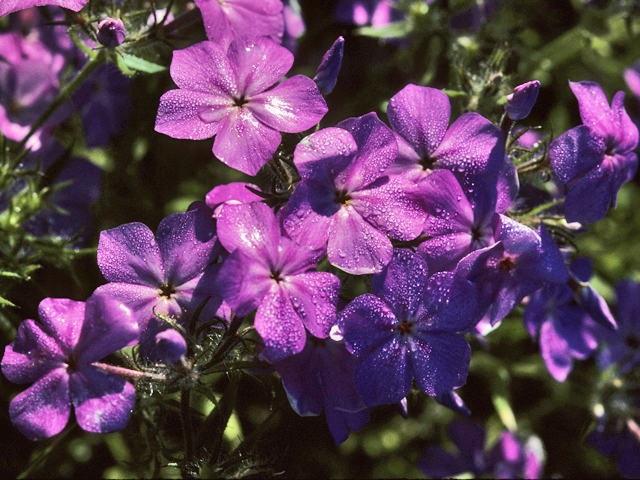 Phlox pilosa (Downy phlox) #23753