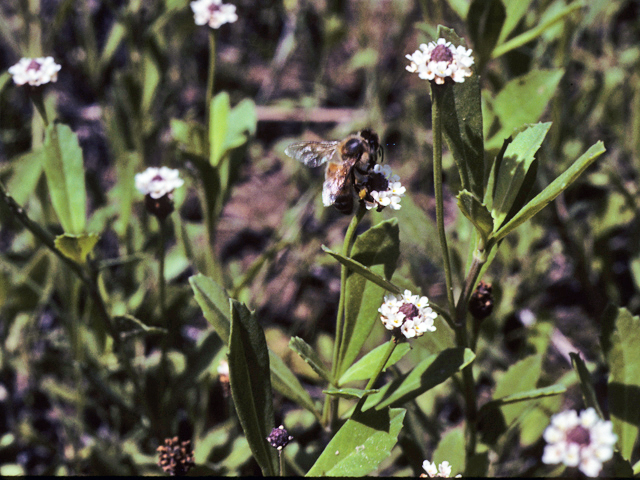 Phyla nodiflora (Texas frogfruit) #23756