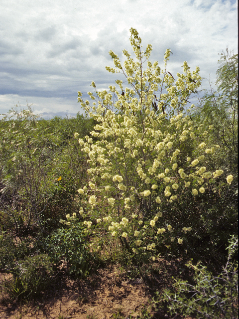 Havardia pallens (Tenaza) #23831