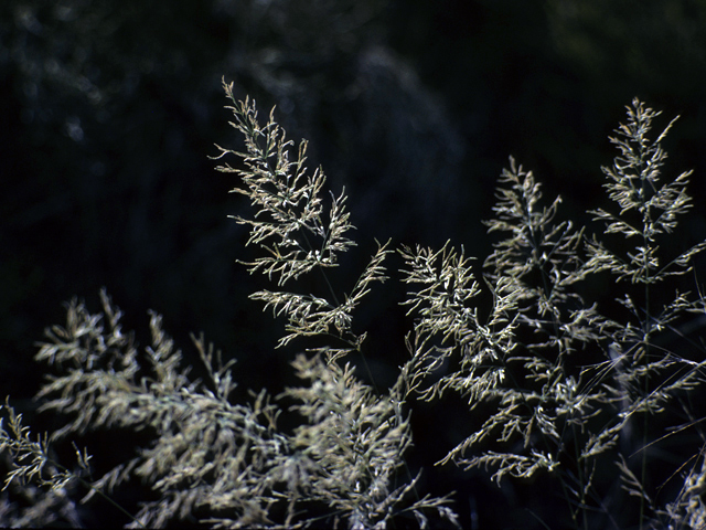 Poa fendleriana (Muttongrass) #23851