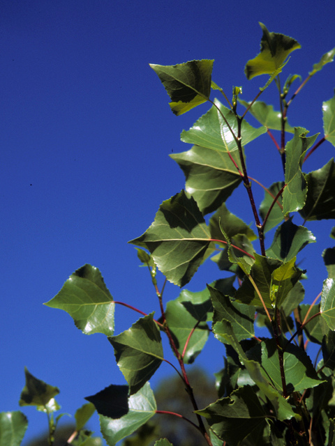 Populus acuminata (Lanceleaf cottonwood) #23874