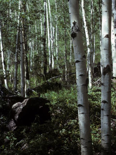 Populus tremuloides (Quaking aspen) #23894