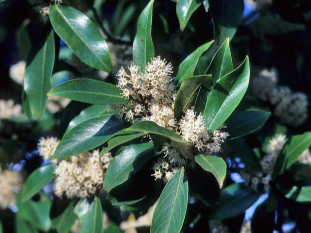 Prunus caroliniana (Carolina cherry-laurel) #23931