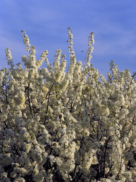 Prunus rivularis (River plum) #23949