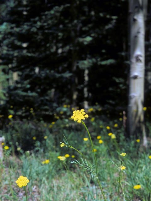 Pseudocymopterus montanus (Alpine false springparsley) #23963