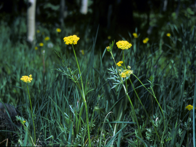 Pseudocymopterus montanus (Alpine false springparsley) #23964