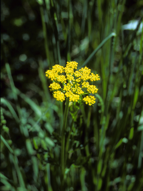 Pseudocymopterus montanus (Alpine false springparsley) #23966