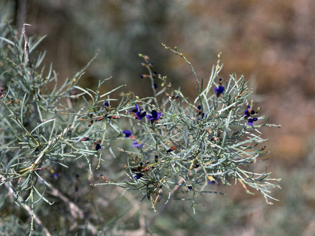 Psorothamnus schottii (Schott's dalea) #23977