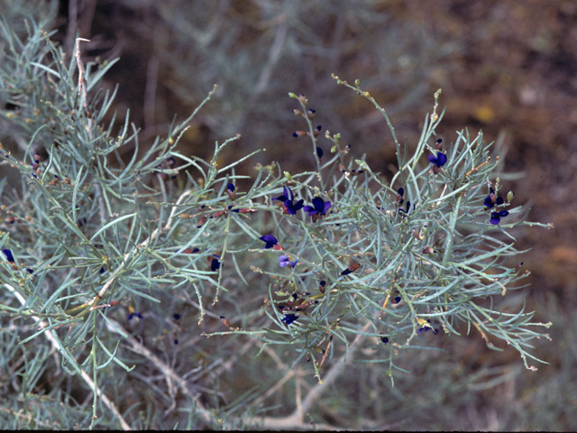 Psorothamnus schottii (Schott's dalea) #23978