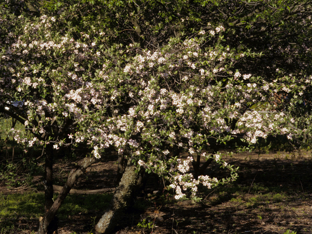 Malus ioensis var. texana (Texas crabapple) #24009