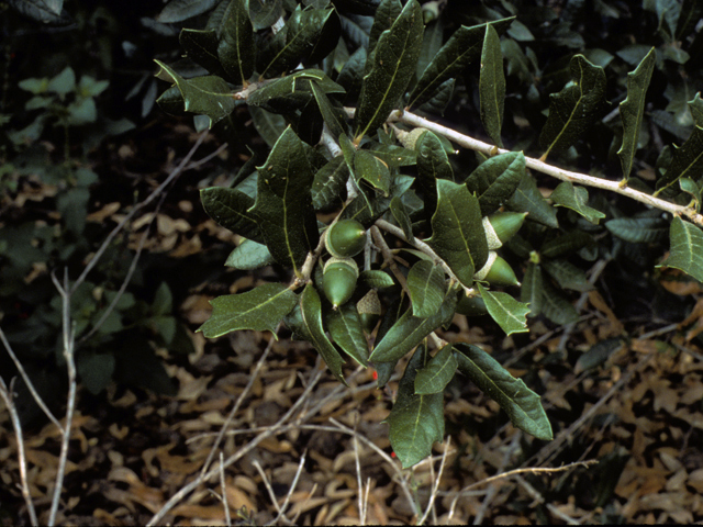 Quercus fusiformis (Escarpment live oak) #24043