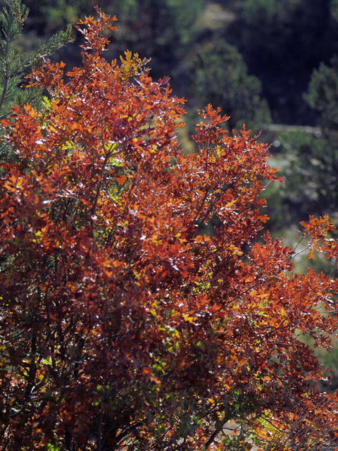 Quercus gambelii (Gambel oak) #24046