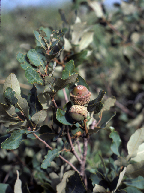 Quercus havardii (Havard oak) #24050