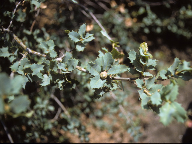 Quercus hinckleyi (Hinckley oak) #24051