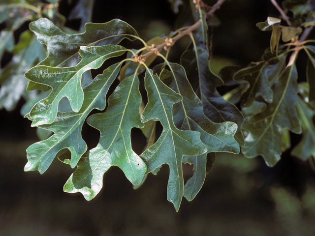 Quercus lyrata (Overcup oak) #24058