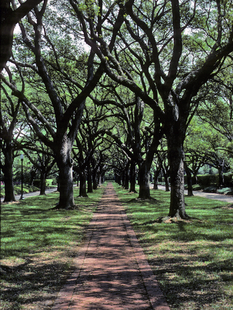 Quercus virginiana (Coastal live oak) #24130