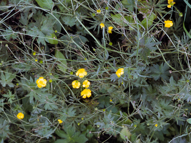 Ranunculus macounii (Macoun's buttercup) #24140