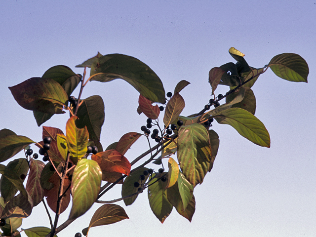 Frangula caroliniana (Carolina buckthorn) #24156