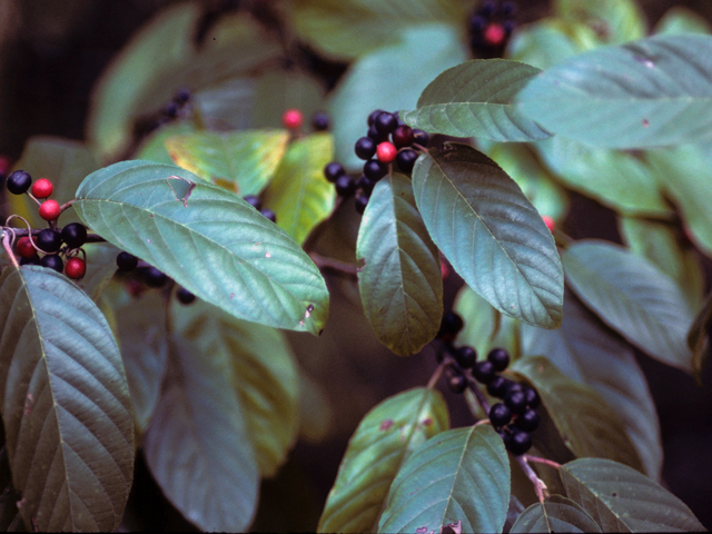 Frangula caroliniana (Carolina buckthorn) #24158