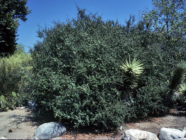 Rhamnus crocea (Redberry buckthorn) #24163