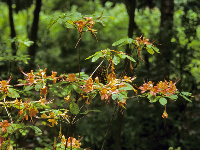 Rhododendron chapmanii (Chapman's rhododendron) #24183