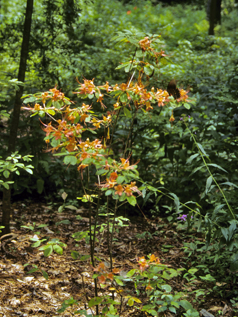 Rhododendron chapmanii (Chapman's rhododendron) #24184