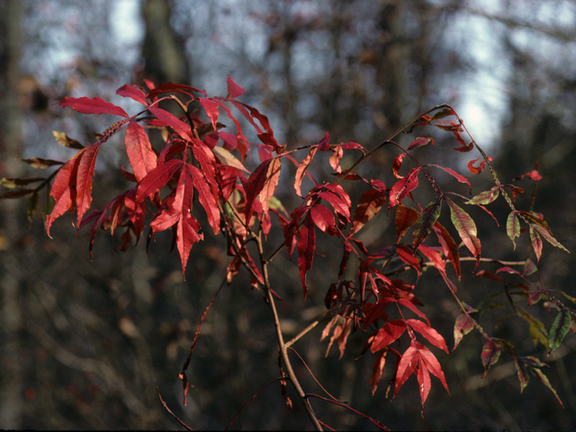 Rhus copallinum (Winged sumac) #24212