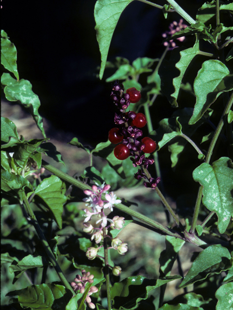 Rivina humilis (Pigeonberry) #24284