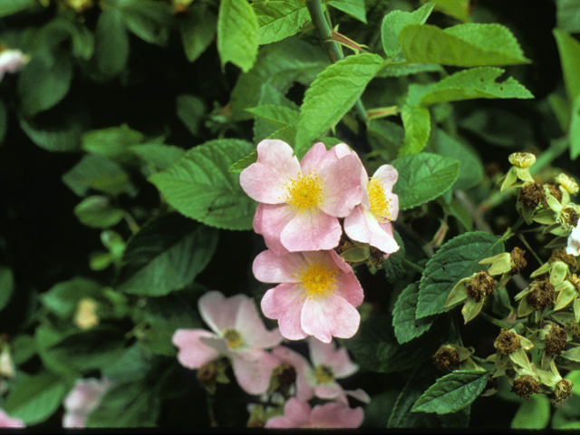 Rosa setigera (Climbing prairie rose) #24310