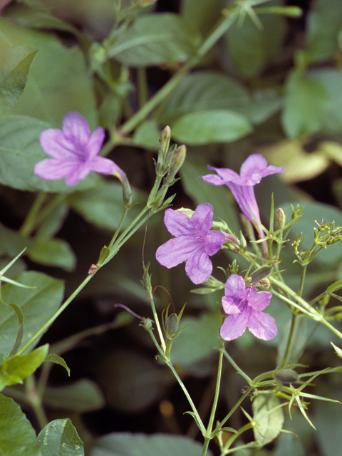 Ruellia nudiflora (Violet ruellia) #24366