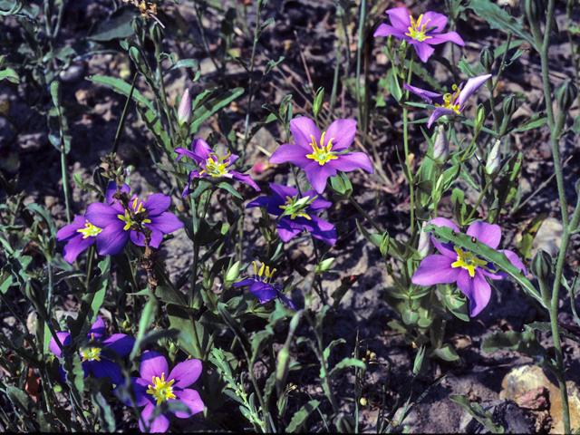 Sabatia campestris (Texas star) #24387