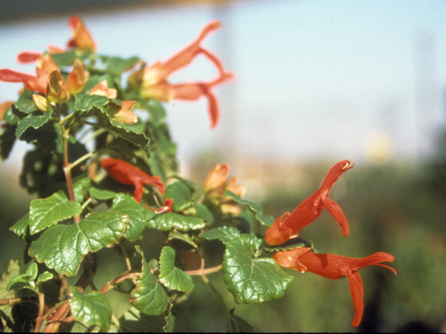 Salvia regla (Mountain sage) #24451