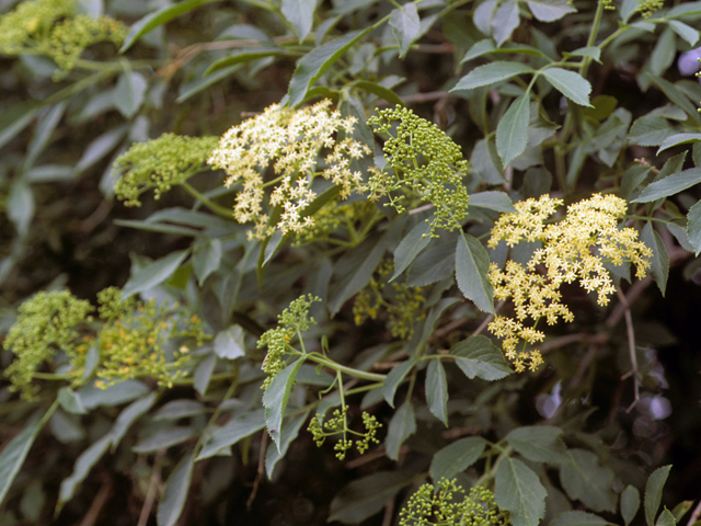 Sambucus nigra ssp. canadensis (Common elderberry) #24470