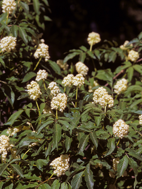 Sambucus racemosa (Red elderberry) #24473