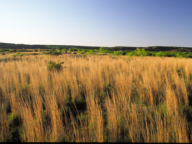 Schizachyrium scoparium (Little bluestem) #24516