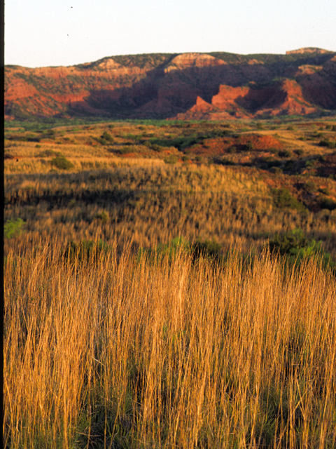 Schizachyrium scoparium (Little bluestem) #24517