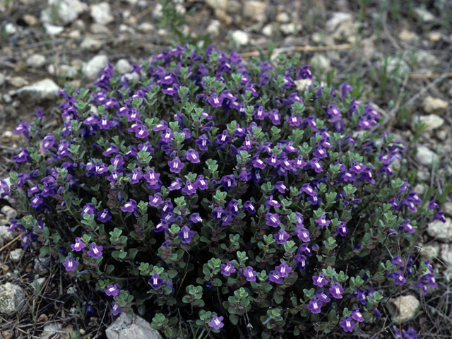 Scutellaria drummondii (Drummond's skullcap) #24542