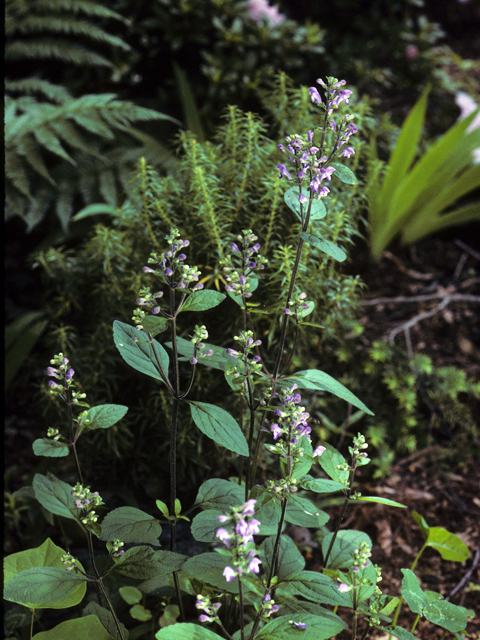 Scutellaria elliptica (Hairy skullcap) #24547