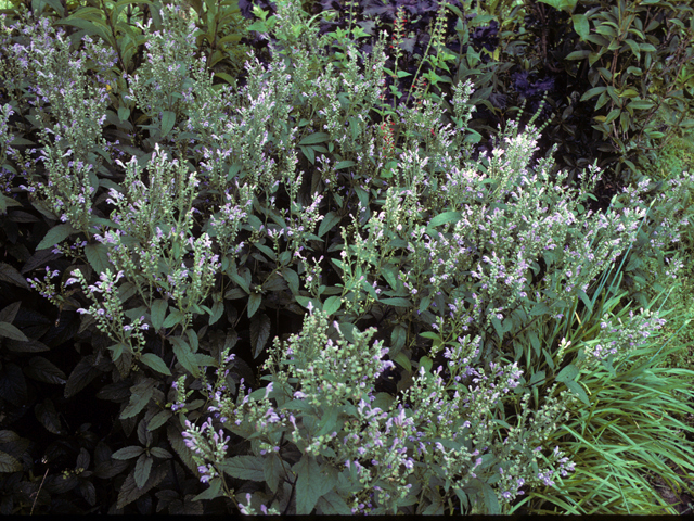 Scutellaria incana (Hoary skullcap) #24549