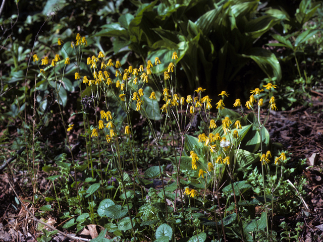 Packera aurea (Golden groundsel) #24556