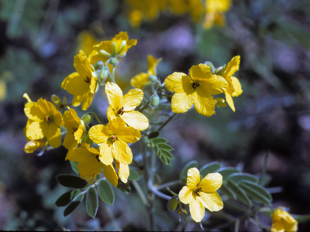 Senna lindheimeriana (Lindheimer's senna) #24568