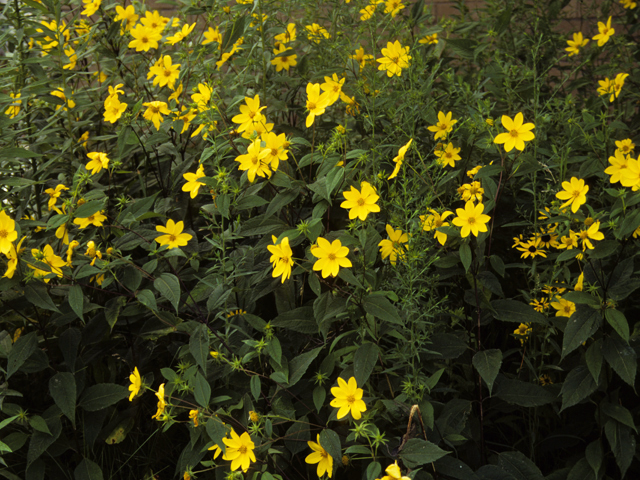 Silphium integrifolium (Wholeleaf rosinweed) #24598